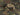 Gen III Helmet Light - TAN-Night Evolution-