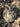 KMCS Pack cover (small) with 3D leafs - Dark Forest Mimetismo Kicking Mustang