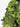 KMCS Cloak with Next Gen Leaf Strips - Green Mimetismo Kicking Mustang